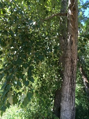 Populus trichocarpa