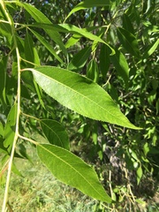 Salix