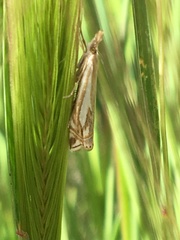 Crambus whitmerellus