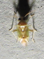 Dagbertus