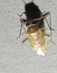 Dagbertus
