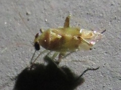 Dagbertus