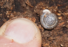 Daedalochila dorfeuilliana