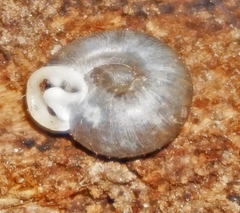 Daedalochila dorfeuilliana