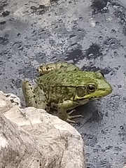 Lithobates clamitans