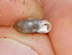 Daedalochila dorfeuilliana