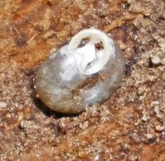 Daedalochila dorfeuilliana