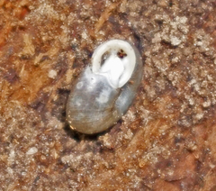 Daedalochila dorfeuilliana