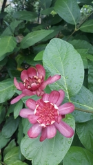 Calycanthus
