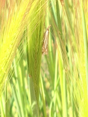 Crambus whitmerellus