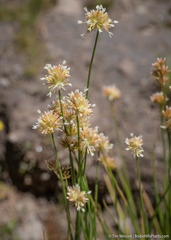 Juncus chlorocephalus