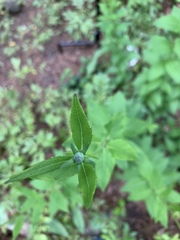 Platycodon grandiflorus