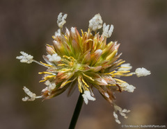 Juncus chlorocephalus