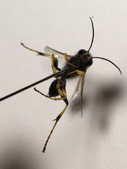 Sceliphron destillatorium