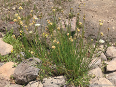 Juncus chlorocephalus
