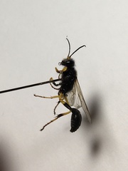 Sceliphron destillatorium