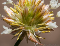 Juncus chlorocephalus
