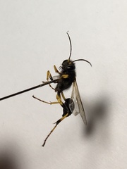 Sceliphron destillatorium