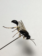 Sceliphron destillatorium