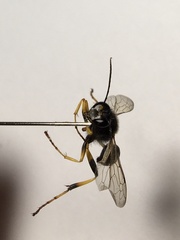 Sceliphron destillatorium