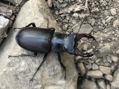 Lucanus cervus turcicus