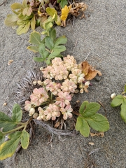Glehnia littoralis leiocarpa