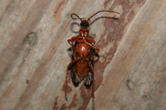 Pyrochroinae