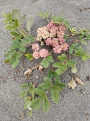 Glehnia littoralis leiocarpa