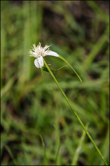 Rhynchospora colorata image