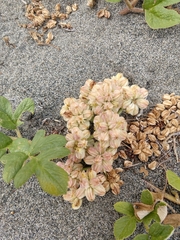 Glehnia littoralis leiocarpa