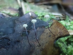 Gloiocephala xanthocephala