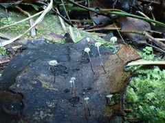 Gloiocephala xanthocephala