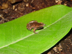 Gastrophryne elegans