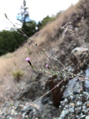 Lessingia micradenia micradenia
