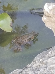 Lithobates clamitans
