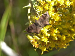 Nisoniades macarius