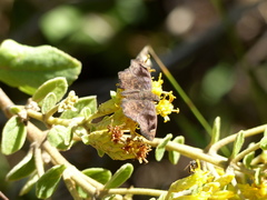 Nisoniades macarius