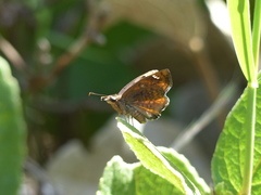 Nisoniades macarius