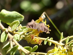 Nisoniades macarius