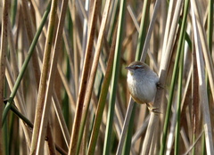 Limnoctites sulphuriferus