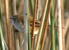 Limnoctites sulphuriferus