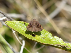 Nisoniades macarius