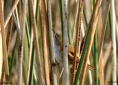 Limnoctites sulphuriferus