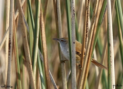 Limnoctites sulphuriferus