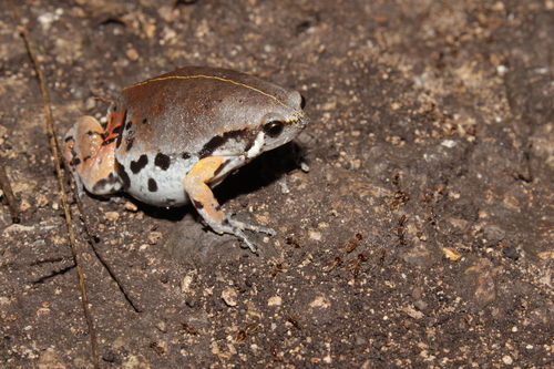 Sheep Frog (Hypopachus variolosus)