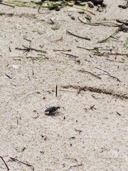 Ellipsoptera marginata