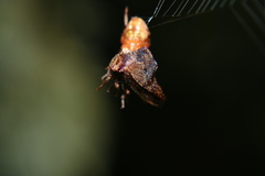 Telamona ampelopsidis