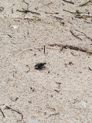 Ellipsoptera marginata