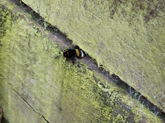 Bombus