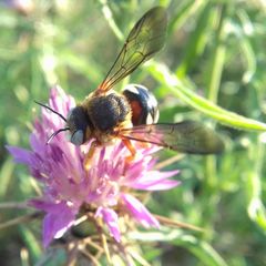 Icteranthidium laterale